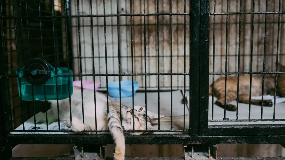 Xólotl abre en CDMX: qué hará el centro para hasta 600 perros y gatos imagen del post