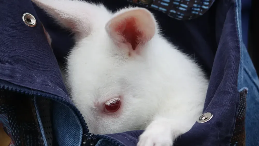 Animal Kingdom presenta a Quartz, una cría de wallaby con albinismo imagen del post