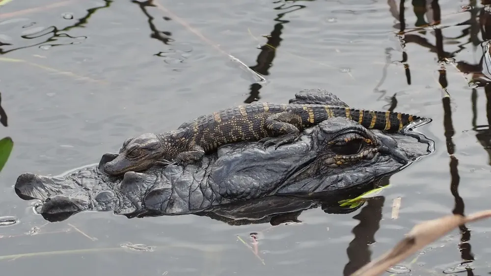 Caimán mata a un pescador de 71 años en un parque de Florida imagen del post