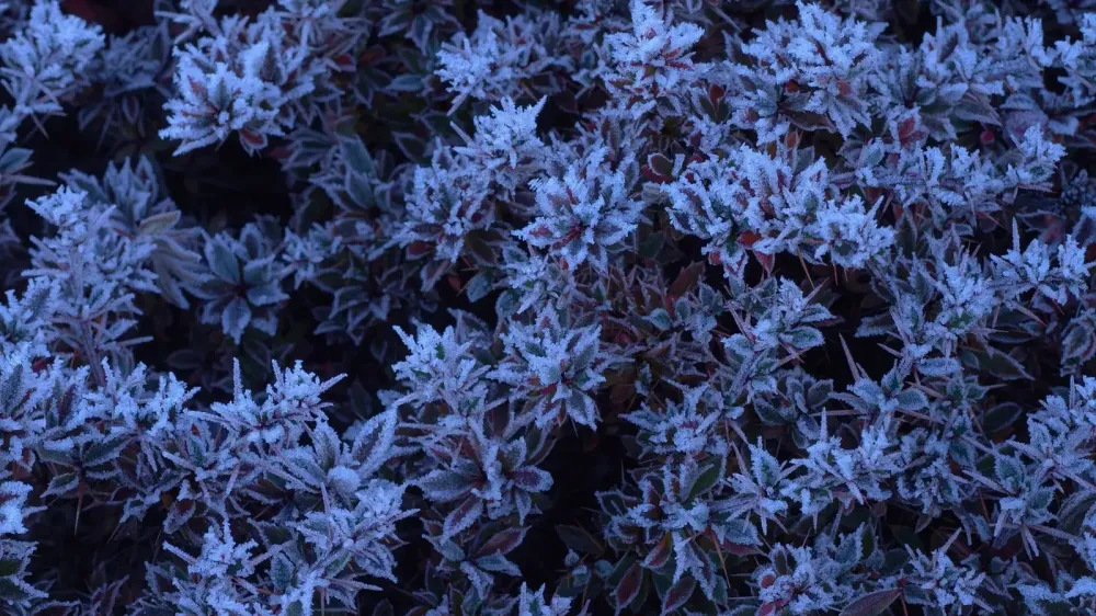 Las heladas cierran la temporada de cultivo en York, Pensilvania imagen del post