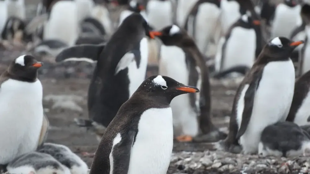 Un estudio describe una nueva especie de pingüino papúa y pide evaluar cuatro por separado imagen del post