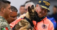 Venezuela regala cachorra a Ejército Mexicano en agradecimiento por su labor tras los terremotos imagen del post
