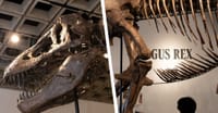 Fósil de T-Rex será subastado y la comunidad científica está muy preocupada imagen del post