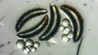 Larvas de mosca aguantan 400 metros de presión y reabren el misterio del océano sin insectos imagen del post