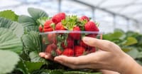 Estados Unidos acusa de “dumping” a México sobre venta de fresas mexicanas imagen del post