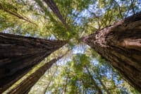 View from below of towering redwood trees in a sunlit forest, capturing the essence of nature's grandeur.
