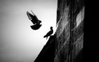 Silhouette of pigeons against a wall in Adana, Turkey, showcasing urban wildlife.