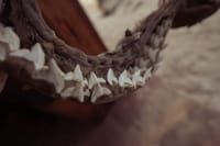 Detailed close-up of shark jawbone showing sharp teeth, perfect for natural history content.