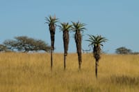 Four aloe trees stand tall in a grassy African savanna under a clear blue sky.