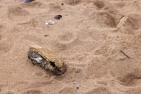 Close-up of a lobster shell partially buried in sand, showcasing beach textures.