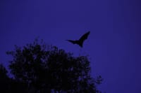 A silhouette of a bat in flight against a twilight sky, with tree foliage below.
