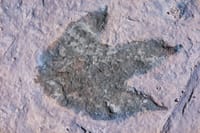 Close-up of a fossilized dinosaur footprint in rocky terrain, Brezina, Algeria.