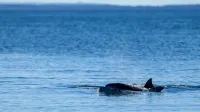 Bottlenose dolphins swimming in the clear waters of New South Wales, Australia under a bright sky.