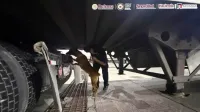 “Chocolate” es el perro policía que detectó 249 kg de droga ocultos en un tráiler en Tijuana imagen del post