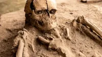 Detailed view of an ancient human skeleton uncovered at an archaeological excavation site, showcasing history.