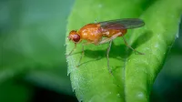 Macro shot of a fruit fly on a green leaf, highlighting its detailed features.