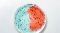 Close-up of vibrant blue and red bacteria cultures in a petri dish.