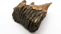 Close-up of a weathered mammoth tooth fossil featuring detailed textures and patterns.