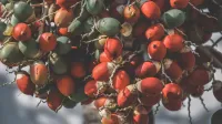 Close-up of vibrant red and green betel nut palm fruits in daylight, showcasing growth.