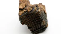 Detailed photo of a fossilized mammoth tooth showing unique textures and earthy colors on a white background.