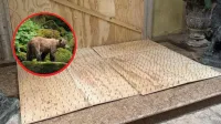 En Monterrey venden tablas con clavos “anti osos”: Autoridades ya piden retirarlas imagen del post