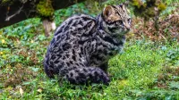 Close-up of a beautiful Asian Leopard Cat in the lush forests of Gangtok, Sikkim, India.