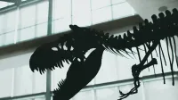 Striking silhouette of a dinosaur skeleton displayed indoors with dramatic lighting.