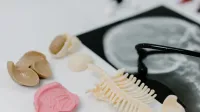 Detailed anatomical models and X-ray image in a medical study setup.