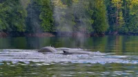 Humpback whales surface in serene waters surrounded by lush forest, showcasing nature's beauty.