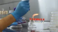 Close-up of a scientist conducting an experiment with petri dishes and a Bunsen burner in a laboratory.