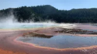 A vibrant geothermal hot spring surrounded by trees, emitting steam at Yellowstone National Park.