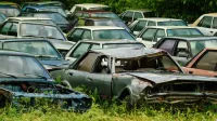 Una colección de autos antiguos, dañados y abandonados en un exuberante depósito de chatarra verde.
