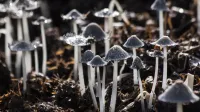 A close-up of delicate mushrooms growing in wet foliage displaying intricate textures.