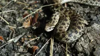 Primer plano de una serpiente camuflada que se mezcla con su hábitat natural.