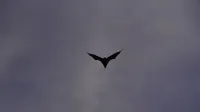 Silueta de un murciélago volando solo contra un cielo vespertino profundo y sereno.