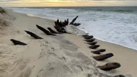 Un nor'easter desentierra en Nantucket restos que apuntan a una goleta naufragada en 1884 imagen del post