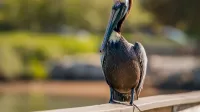 A brown pelican resting on a railing in a sunny Florida setting, showcasing its detailed plumage.