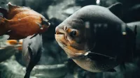 Detailed underwater shot of fish swimming in an aquarium tank, showcasing aquatic life.