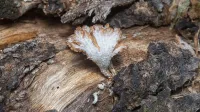 Detailed macro shot of a white fungus growing on decayed wood in the forest.
