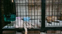 Two cats lounging inside a metal cage with bowls, showcasing domestic pets in captivity.