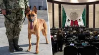 35 Diputados son sorprendidos portando armas de fuego en el Congreso imagen del post