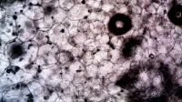 Imagen microscópica que muestra la intrincada estructura y la textura de las células vegetales.