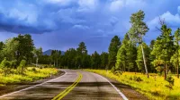Un camino tranquilo a través de un exuberante bosque en Flagstaff, AZ, bajo un cielo dramático y nublado.