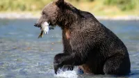 Oso pardo costero captura salmón en el río Alaska, mostrando la vida silvestre en hábitat natural.