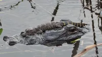 Juvenile American Alligator (Alligator mississippiensis) resting on an adult in Florida