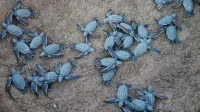 Tortugas baúles recién nacidas arrastrándose en la arena de Puerto Rico.