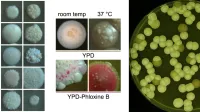 Colonies of different strains on YP-glycerol agar for 14 days at 37°C (left).