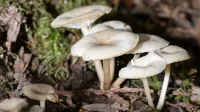 Racimo de hongos blancos que crecen en el suelo del bosque, rodeado de musgo y hojas.