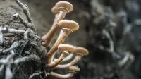 Un grupo de hongos silvestres que crecen en un tronco de árbol en el bosque.