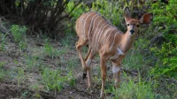 Imagen de un cachorro de Nyala, tomada en el Parque Nacional Kruger